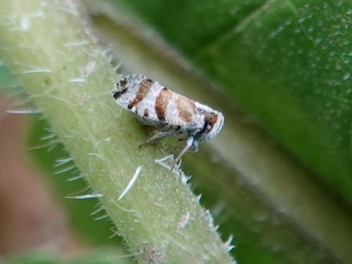 Tachycixius venustulus